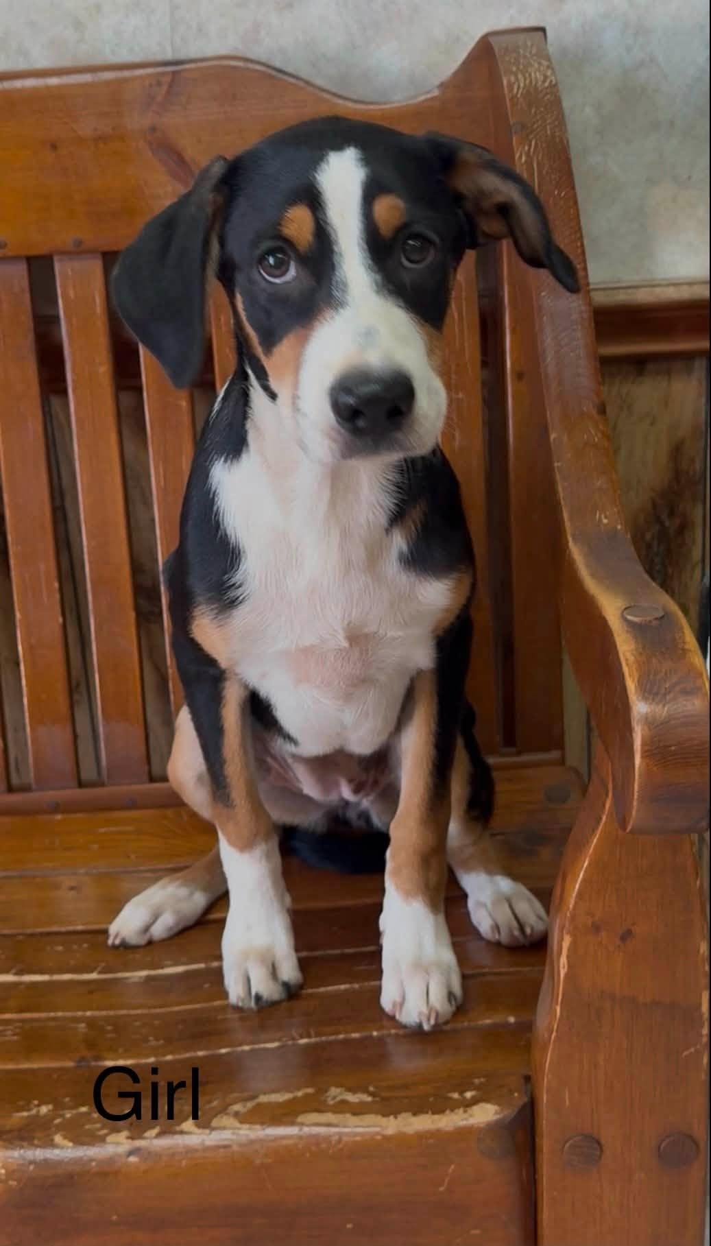 Enlarge Greater Swiss Mountain Dog Puppies, a Adoptable mixed breed in Tyler, TX image 4/5