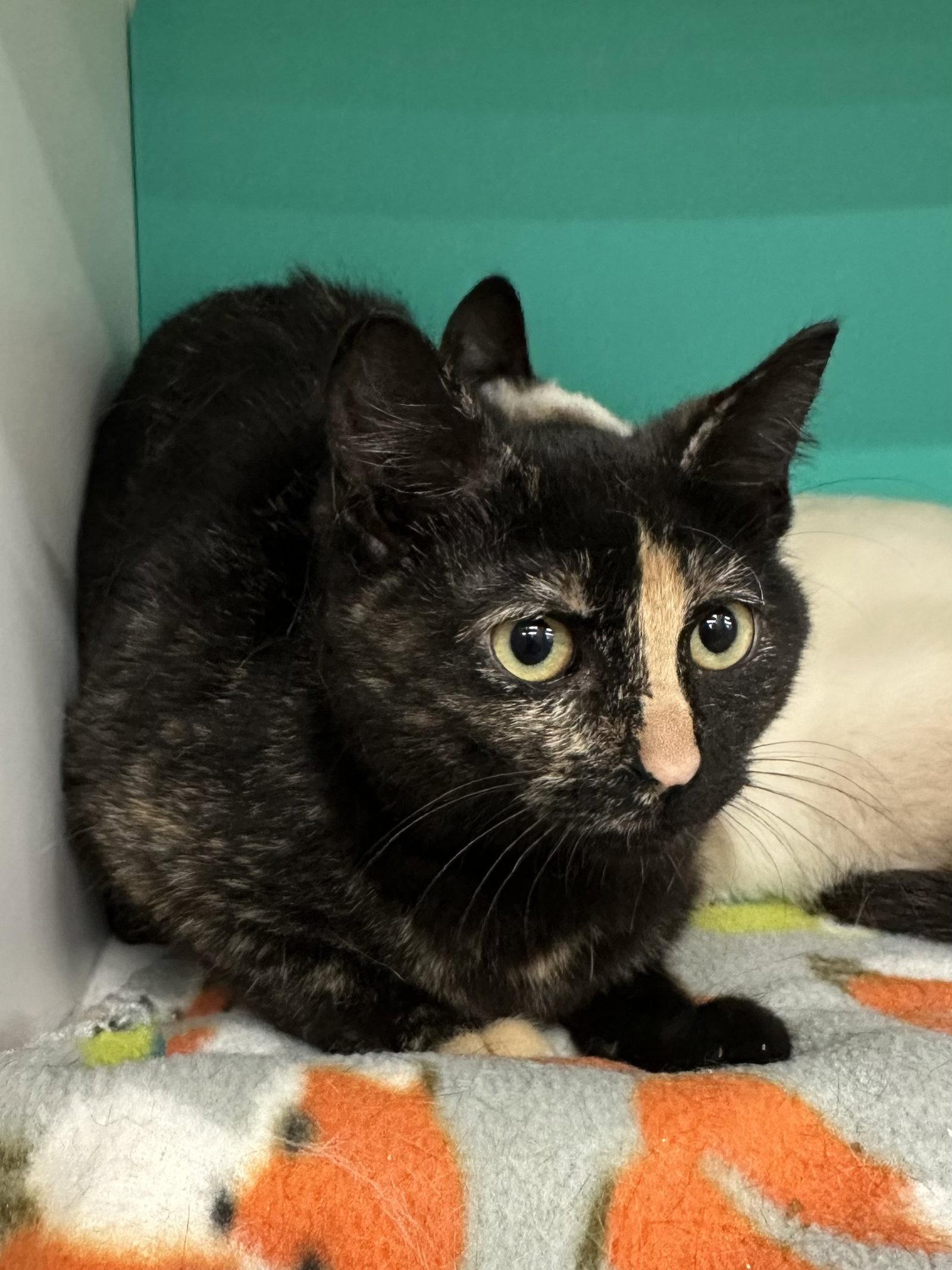 Enlarge Kitty 3, a Adopted Tortoiseshell in Plano, TX image 1/2