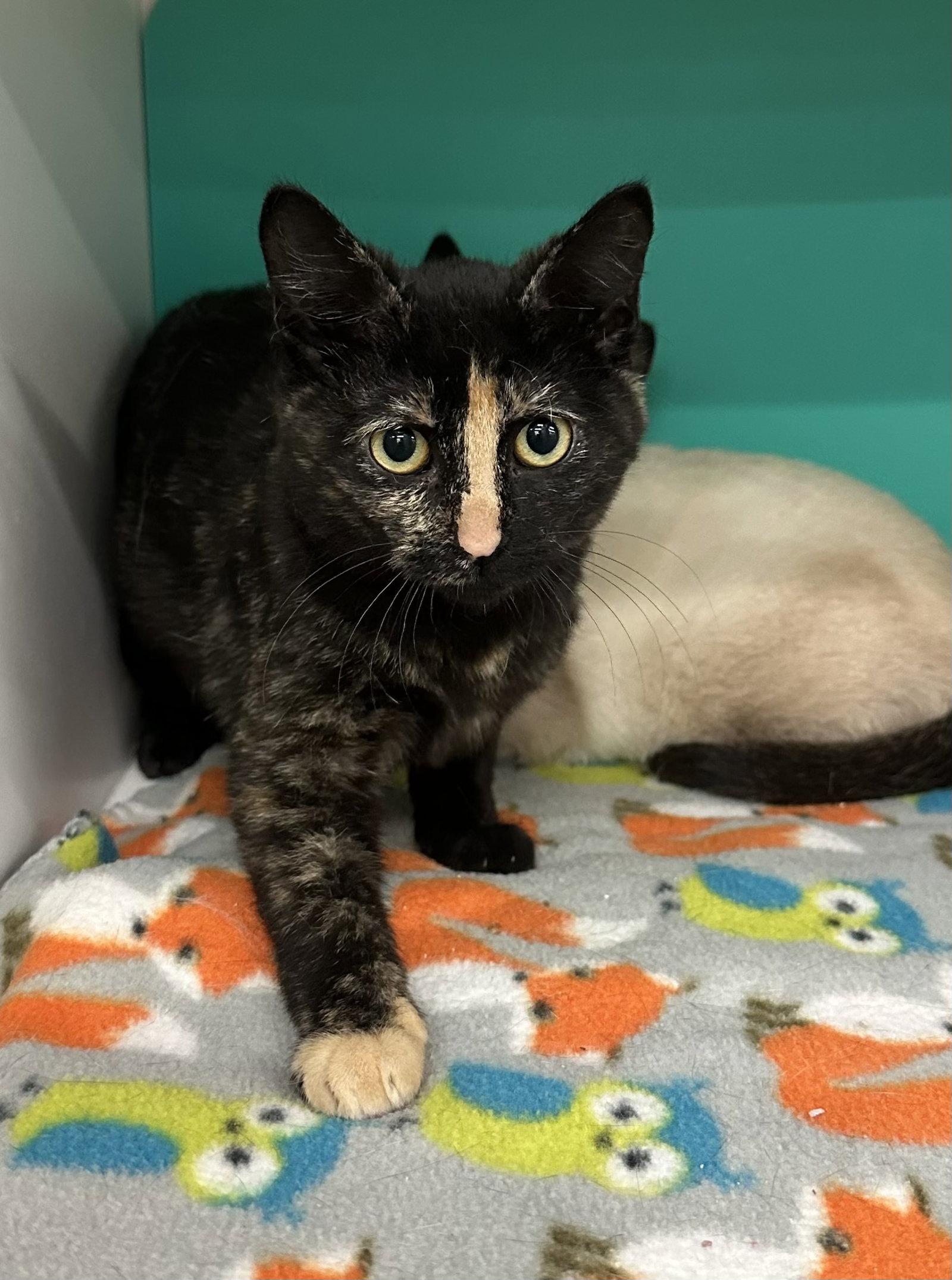 Enlarge Kitty 3, a Adopted Tortoiseshell in Plano, TX image 2/2