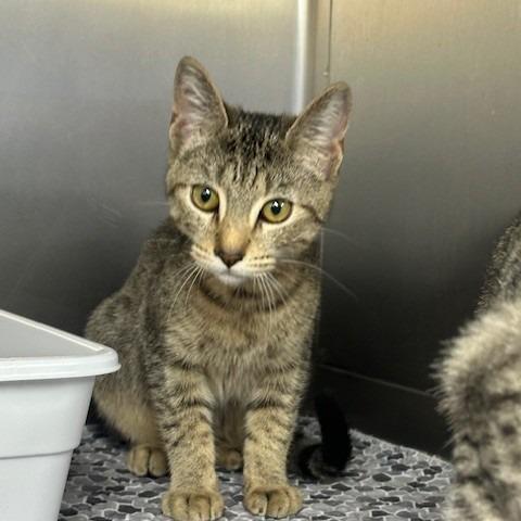 Enlarge Maze, a Adoptable Domestic Medium Hair in Coos Bay, OR image 1/1