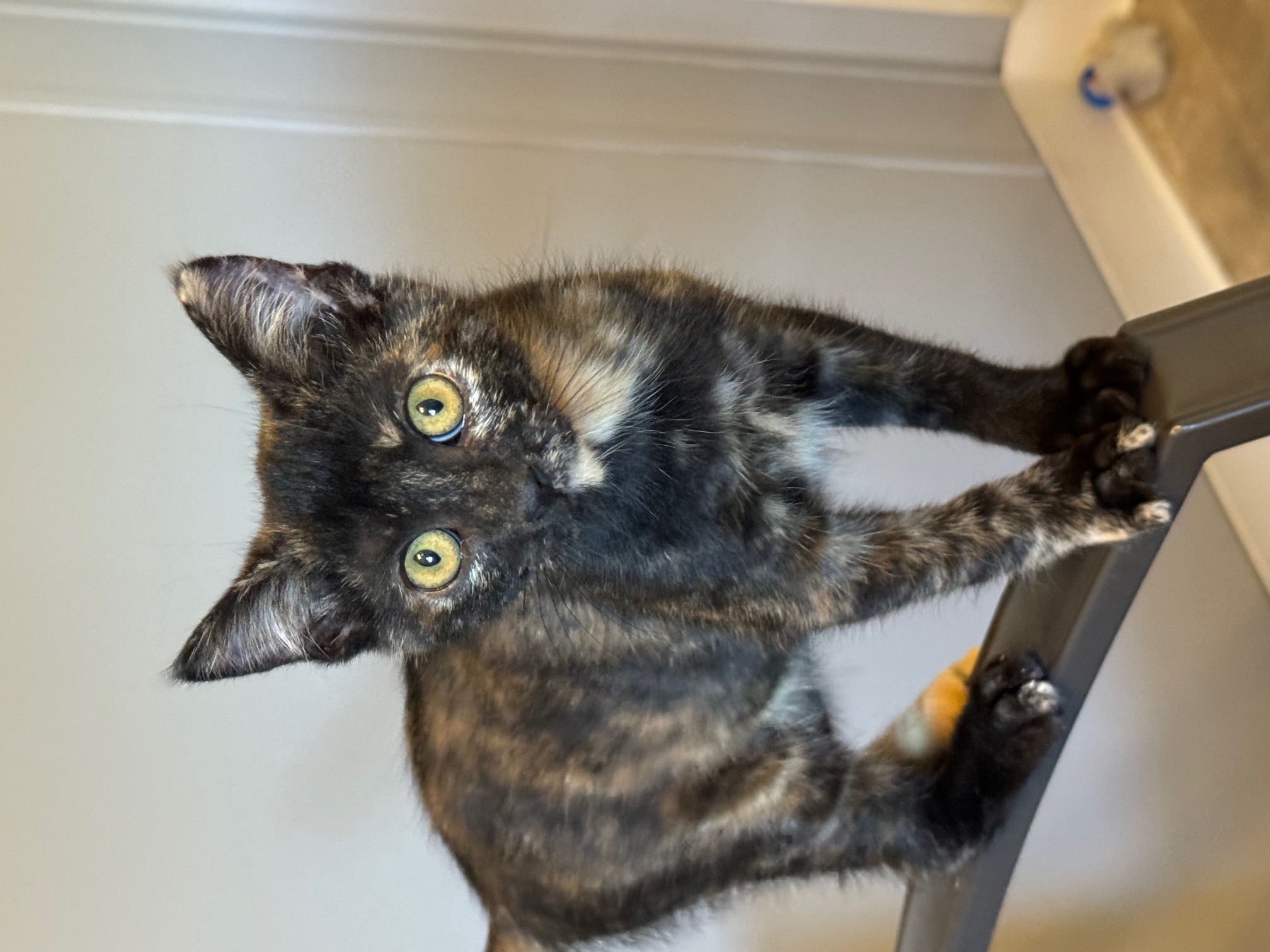 Enlarge Mango, a Adopted mixed breed in Paonia, CO image 1/1