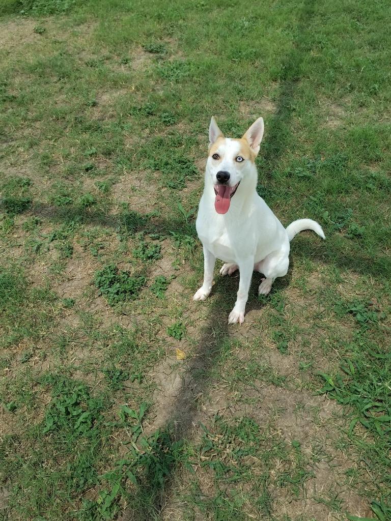 Travis, Adoptable, Young Male Terrier.