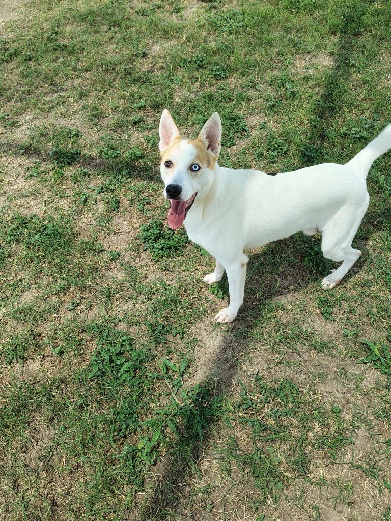 Travis, a Adoptable mixed breed in Seguin, TX image 2/3