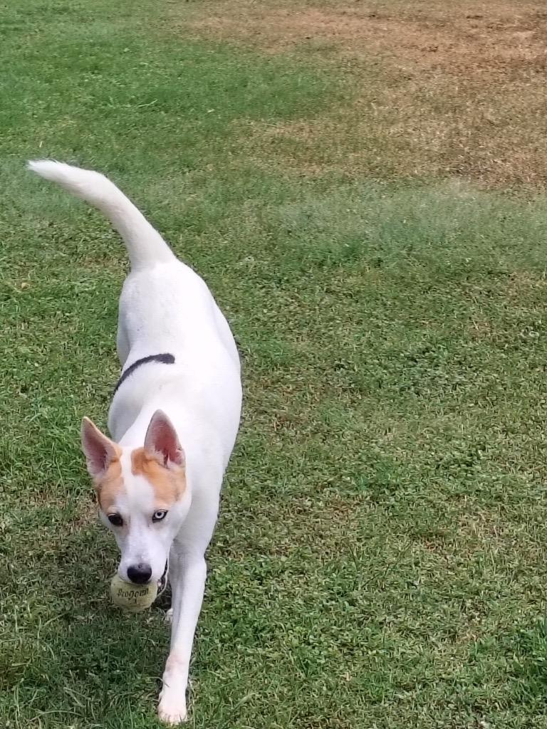 Travis, a Adoptable mixed breed in Seguin, TX image 3/3