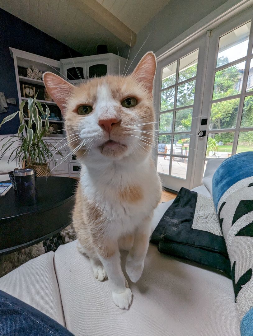 Enlarge Sonny, a Adoptable mixed breed in Hermosa Beach, CA image 7/11