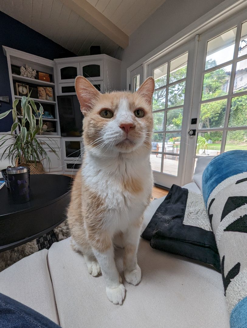 Enlarge Sonny, a Adoptable mixed breed in Hermosa Beach, CA image 8/11