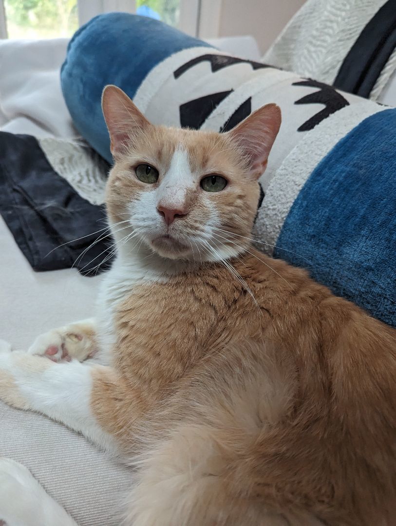 Enlarge Sonny, a Adoptable mixed breed in Hermosa Beach, CA image 9/11