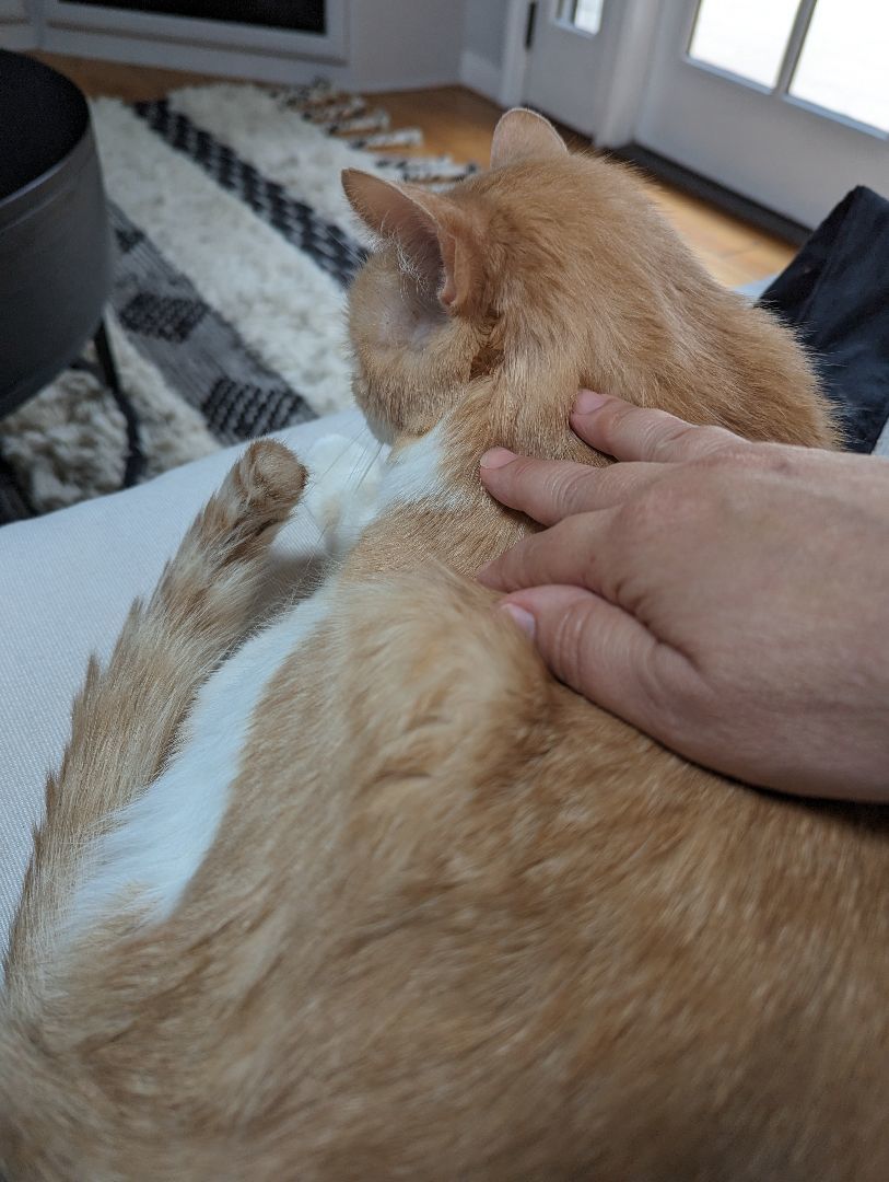 Enlarge Sonny, a Adoptable mixed breed in Hermosa Beach, CA image 10/11