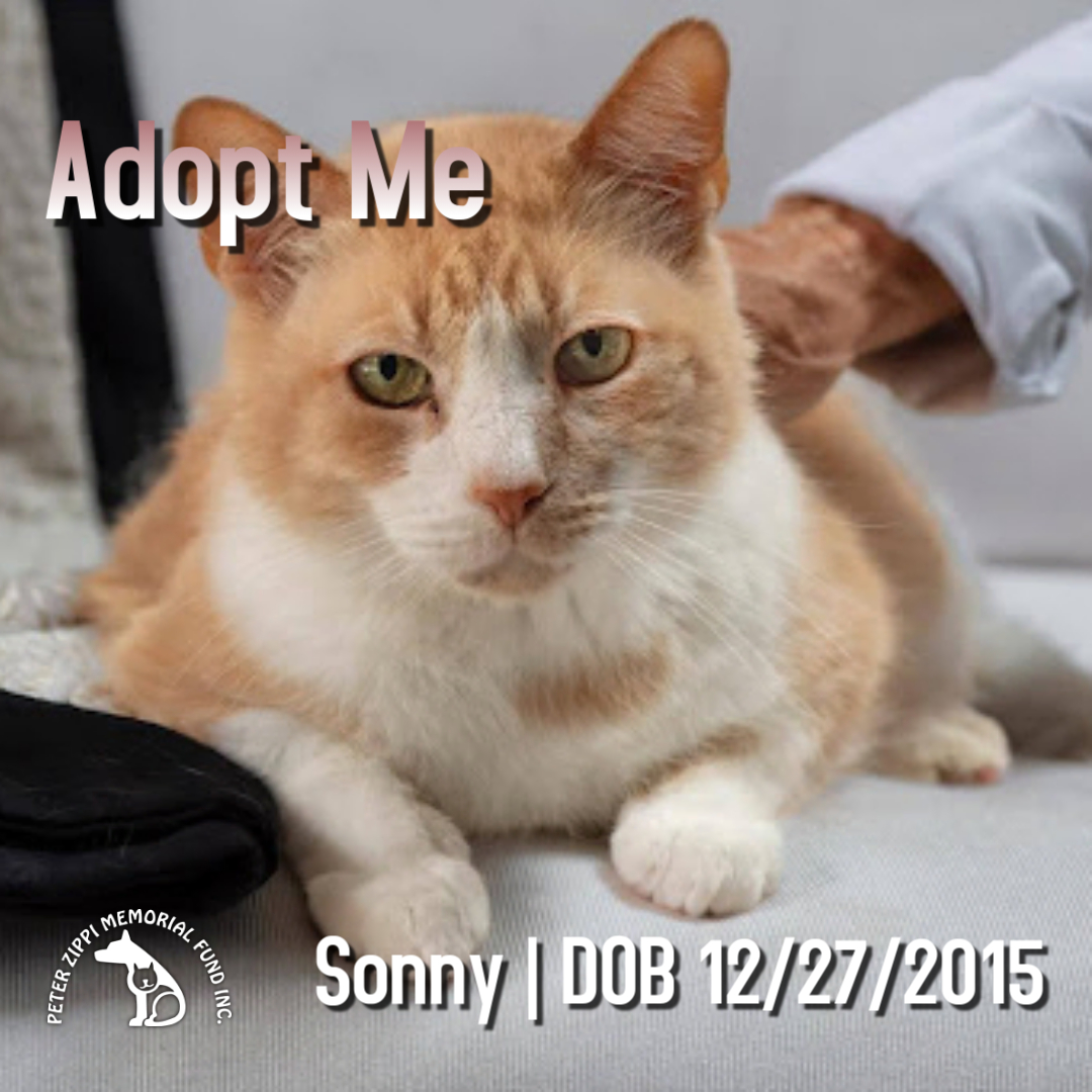 Sonny, a Adoptable mixed breed in Hermosa Beach, CA image 1/11