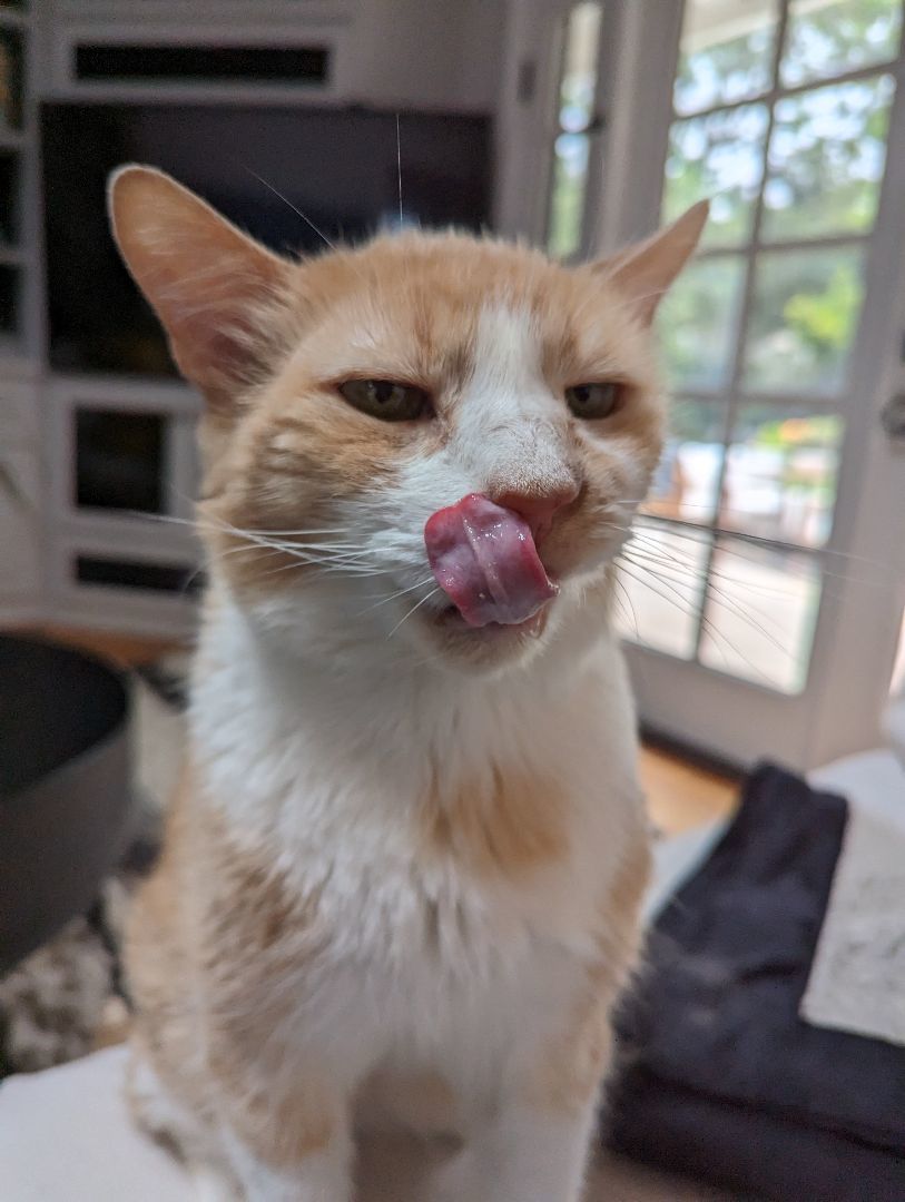 Enlarge Sonny, a Adoptable mixed breed in Hermosa Beach, CA image 11/11