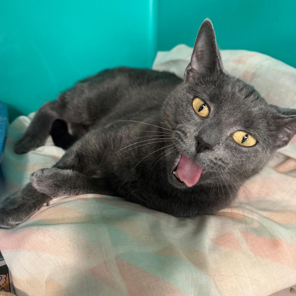 Church, a Adoptable Domestic Short Hair in Kittanning, PA image 1/4