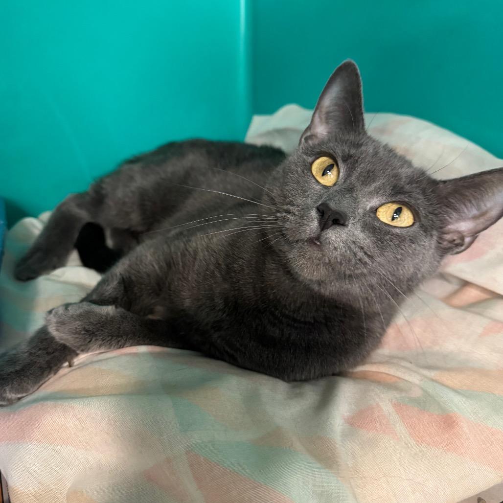 Church, a Adoptable Domestic Short Hair in Kittanning, PA image 2/4