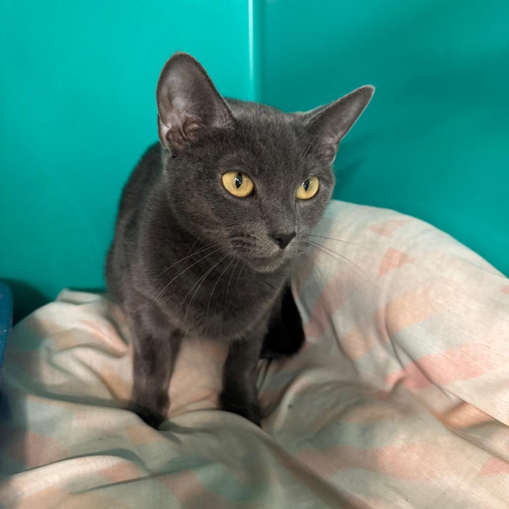 Church, a Adoptable Domestic Short Hair in Kittanning, PA image 3/4