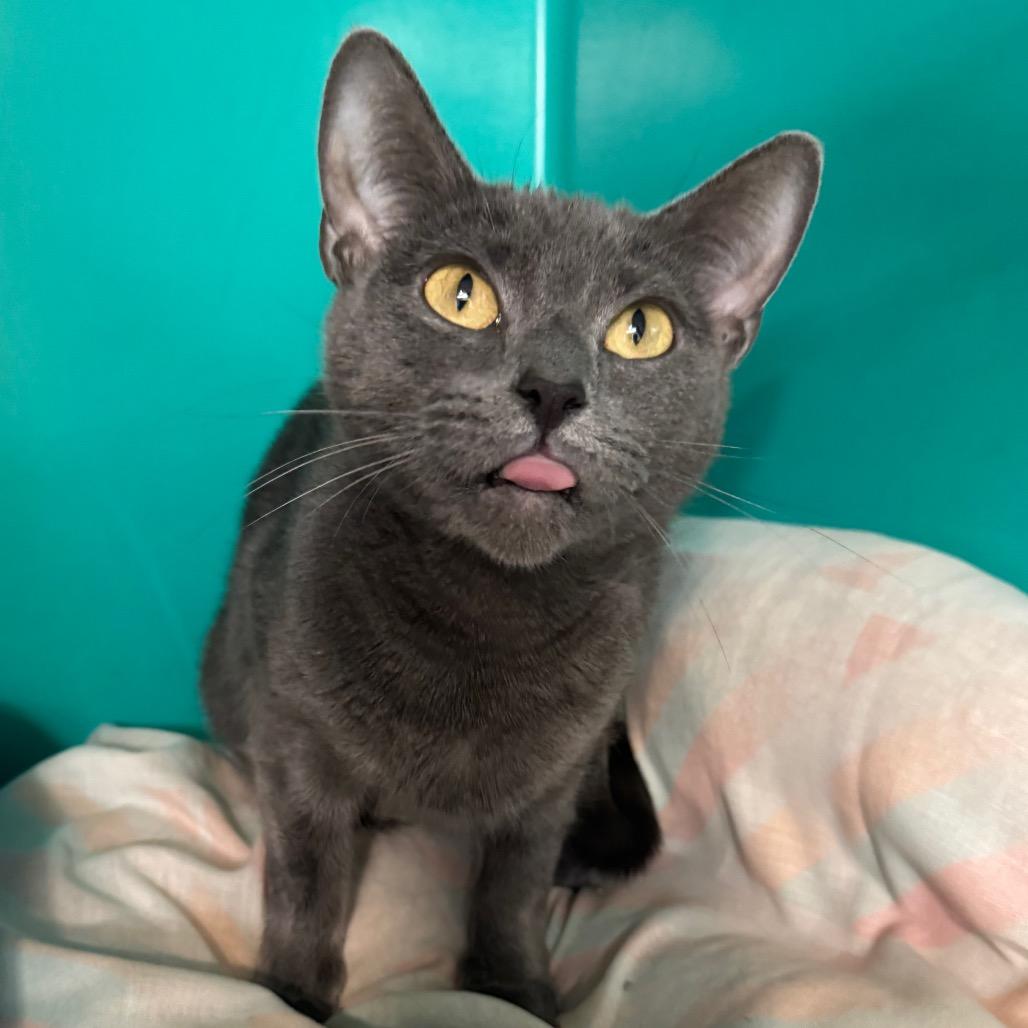 Church, a Adoptable Domestic Short Hair in Kittanning, PA image 4/4