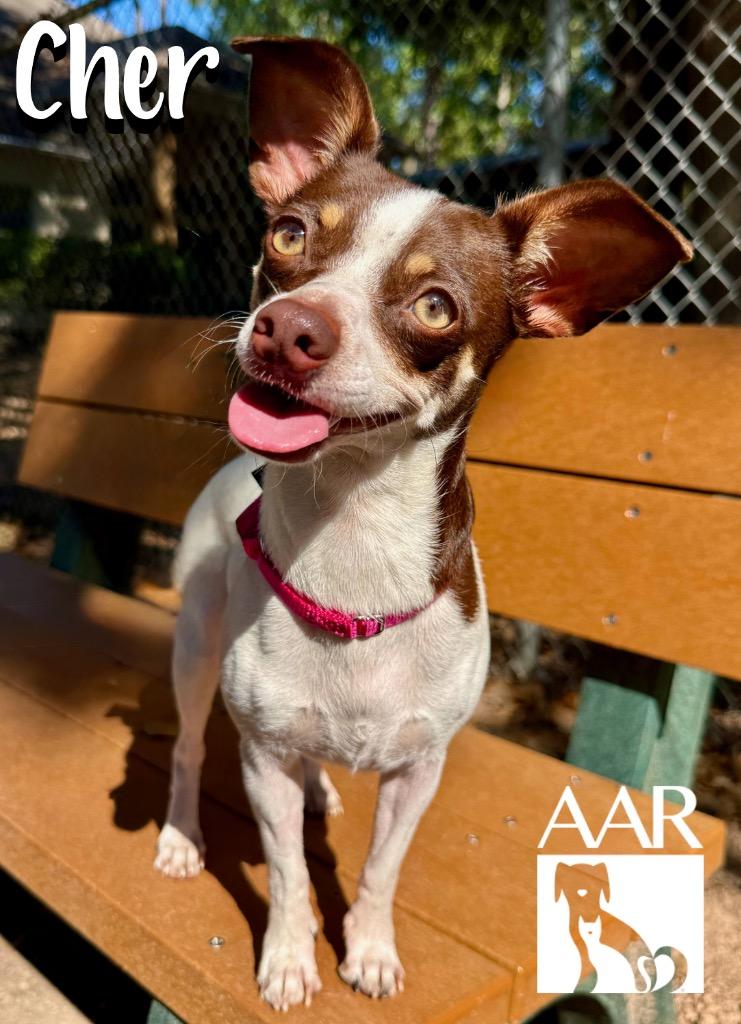 Cher, Adoptable, Adult Female Chihuahua & Rat Terrier.