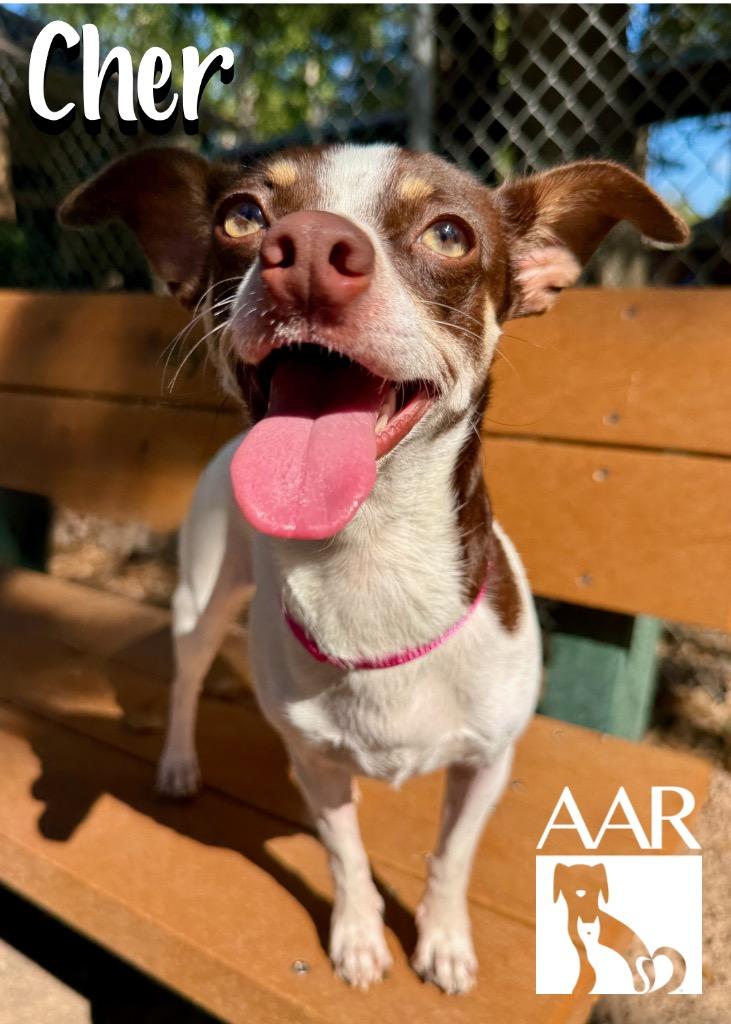 Enlarge Cher, a Adoptable mixed breed in Magnolia, TX image 2/4