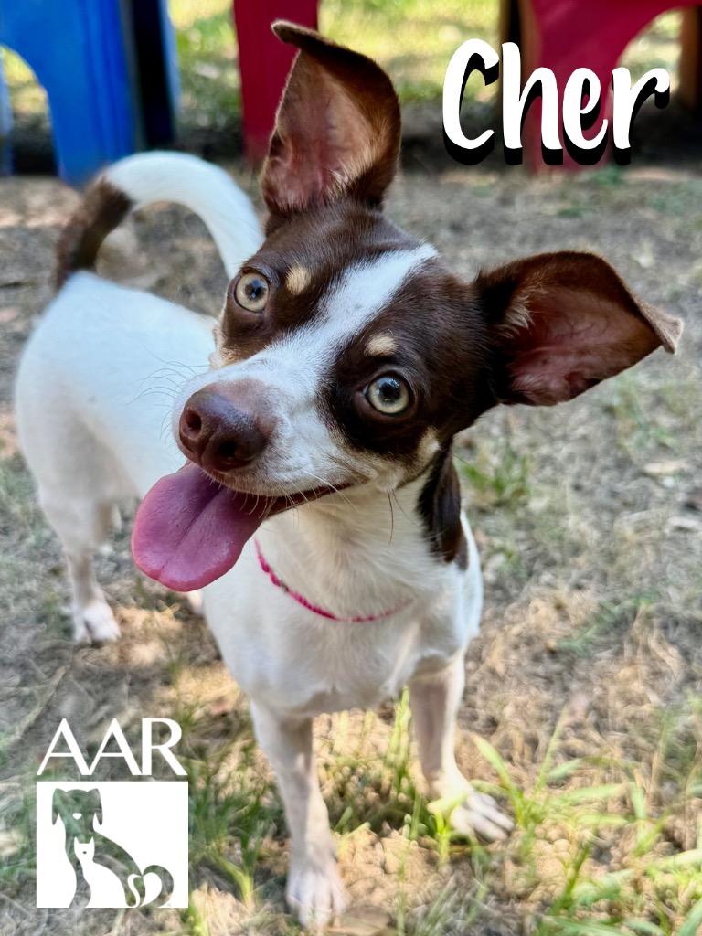 Enlarge Cher, a Adoptable mixed breed in Magnolia, TX image 3/4