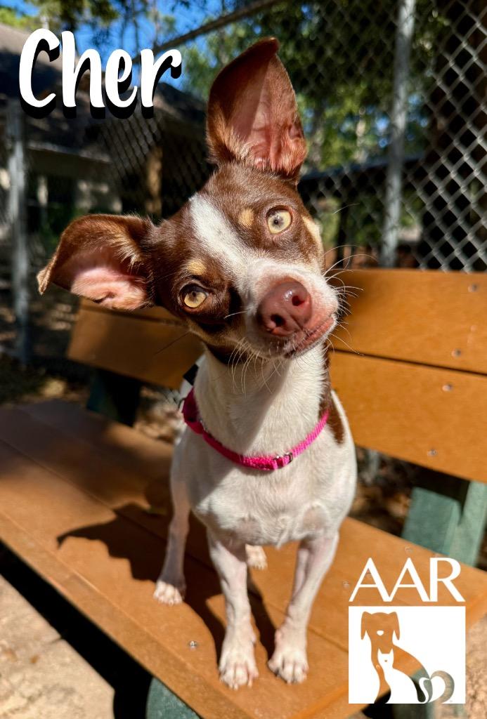 Enlarge Cher, a Adoptable mixed breed in Magnolia, TX image 4/4