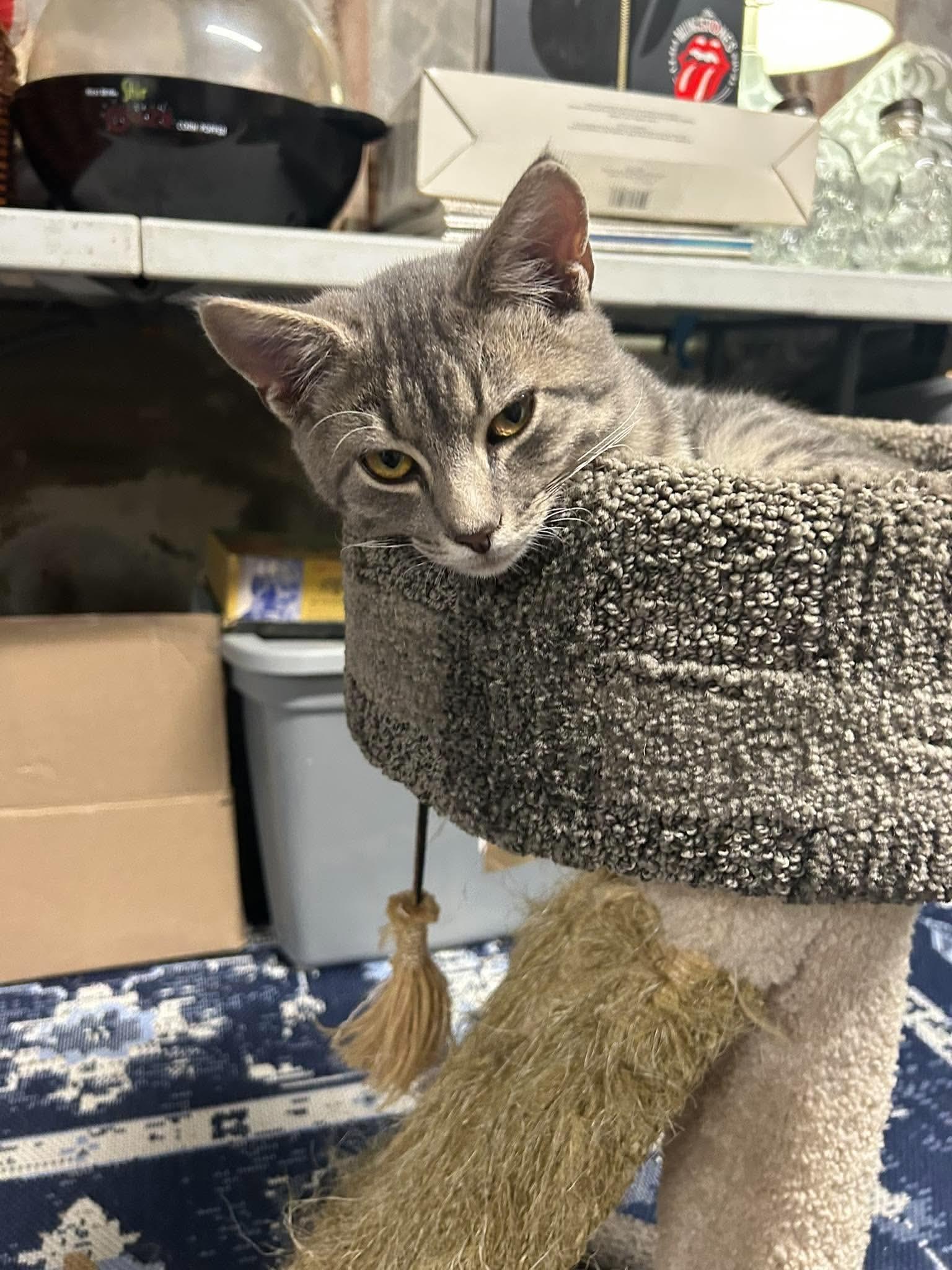 Enlarge Bella & Beau, a Adoptable Domestic Short Hair in Claridge, PA image 6/6