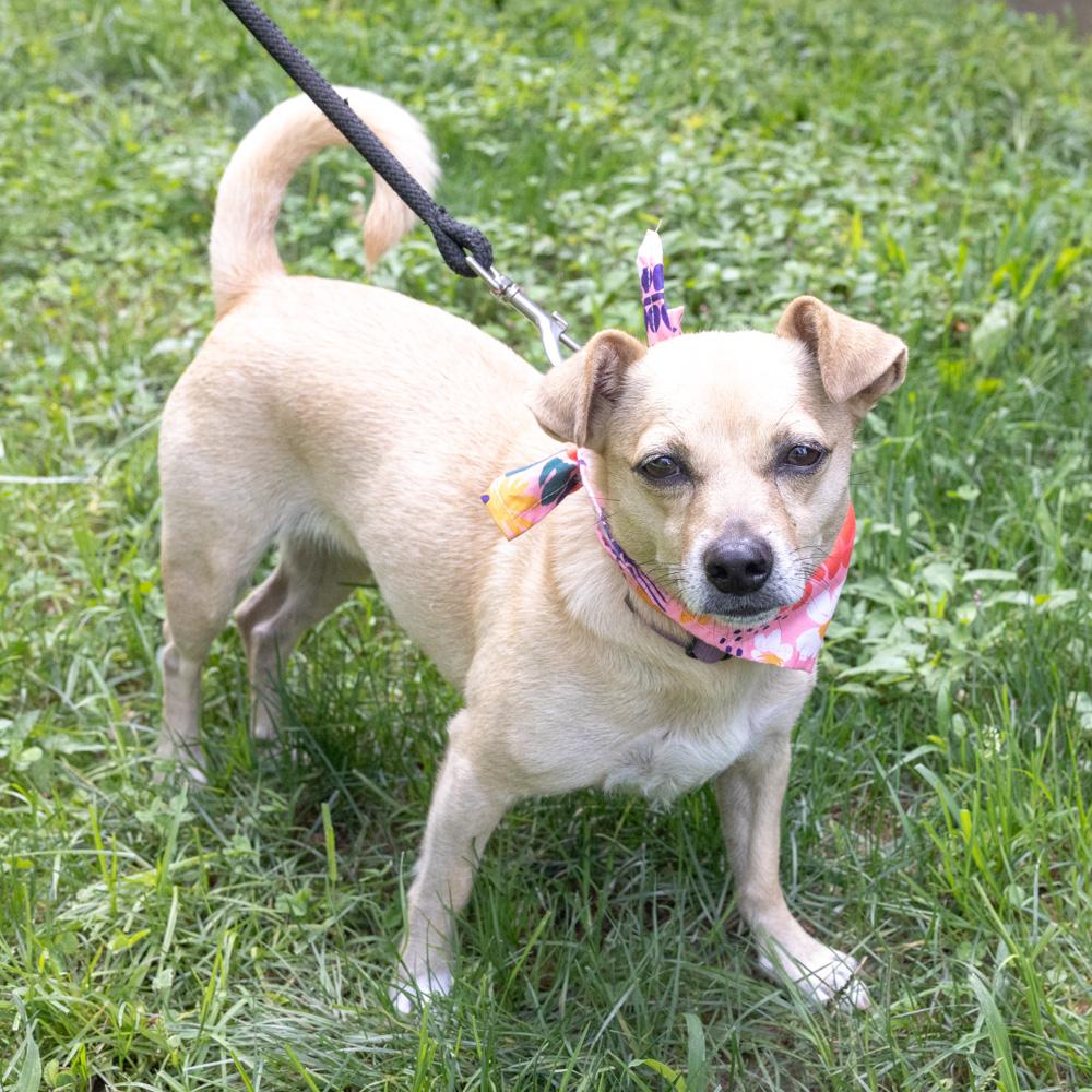 Enlarge Missy (Female), a Adoptable mixed breed in West Grove, PA image 1/6