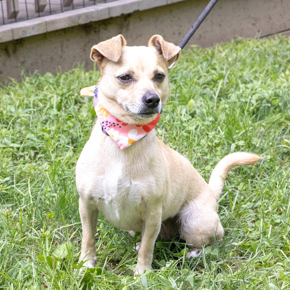 Enlarge Missy (Female), a Adoptable mixed breed in West Grove, PA image 4/6
