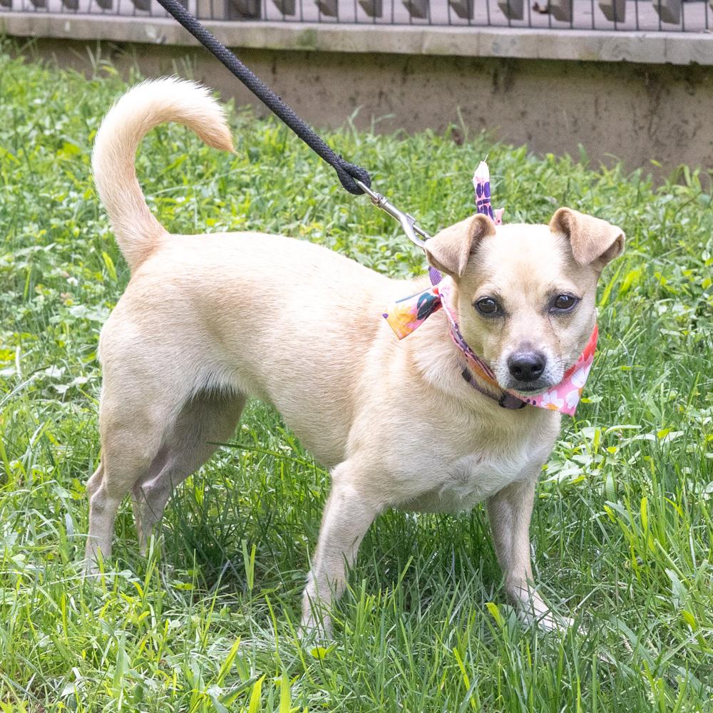 Enlarge Missy (Female), a Adoptable mixed breed in West Grove, PA image 6/6