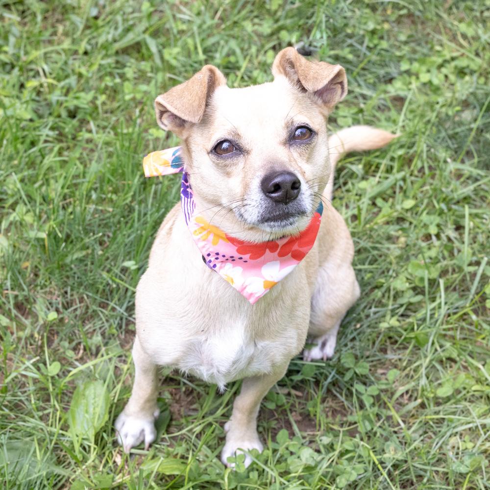 Enlarge Missy (Female), a Adoptable mixed breed in West Grove, PA image 2/6
