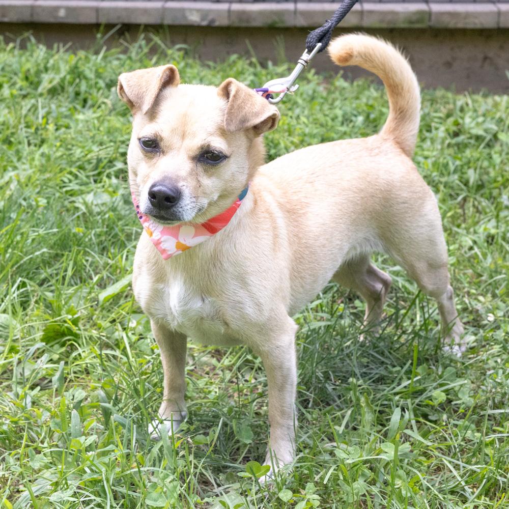 Enlarge Missy (Female), a Adoptable mixed breed in West Grove, PA image 3/6