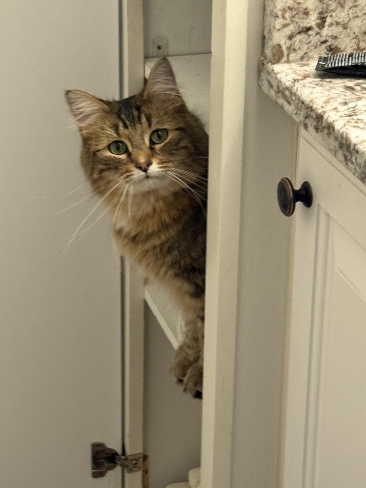 Willow, Adoptable, Adult Female Domestic Medium Hair.