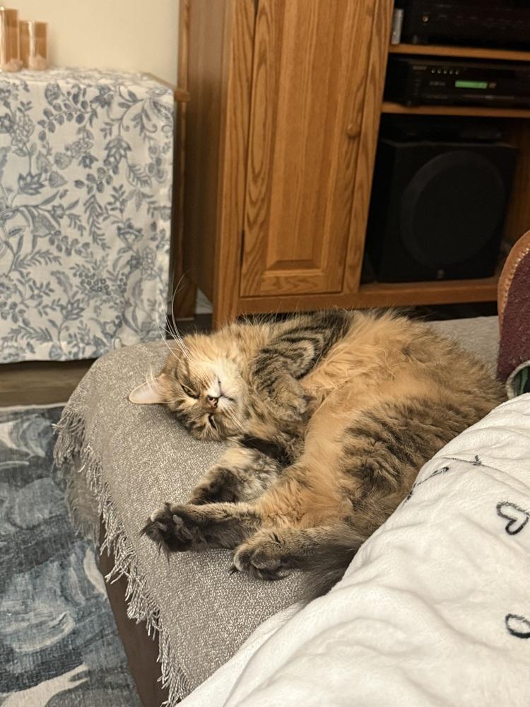 Enlarge Willow, a Adoptable Domestic Medium Hair in Clinton Township, MI image 4/6