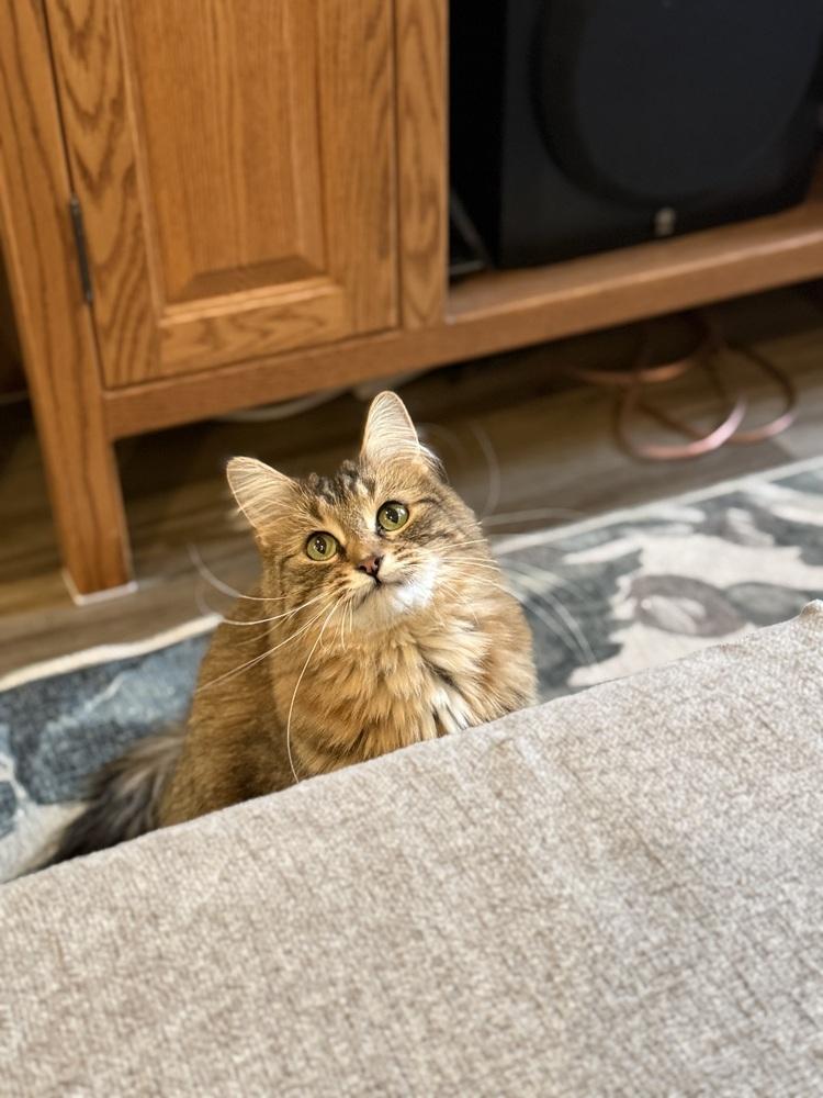 Enlarge Willow, a Adoptable Domestic Medium Hair in Clinton Township, MI image 6/6