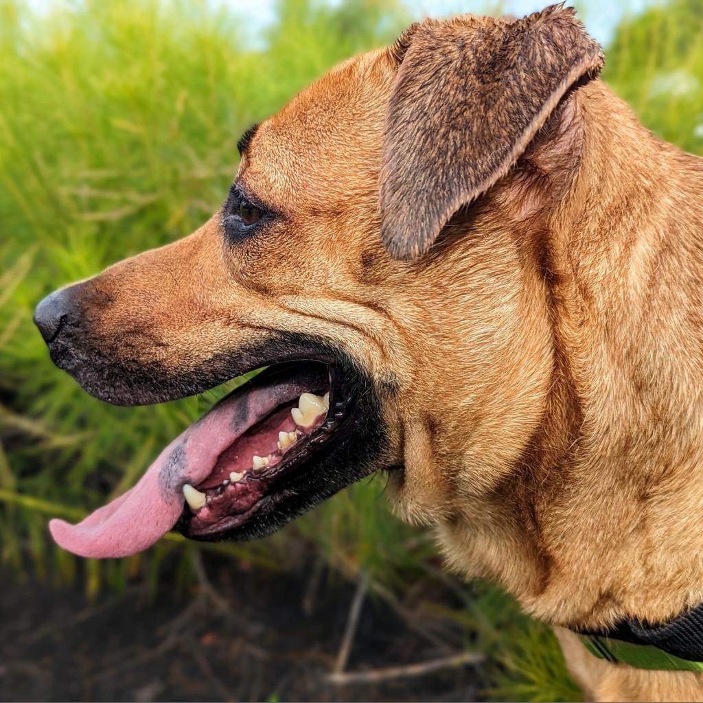 Max, Adoptable, Adult Male Mixed Breed.