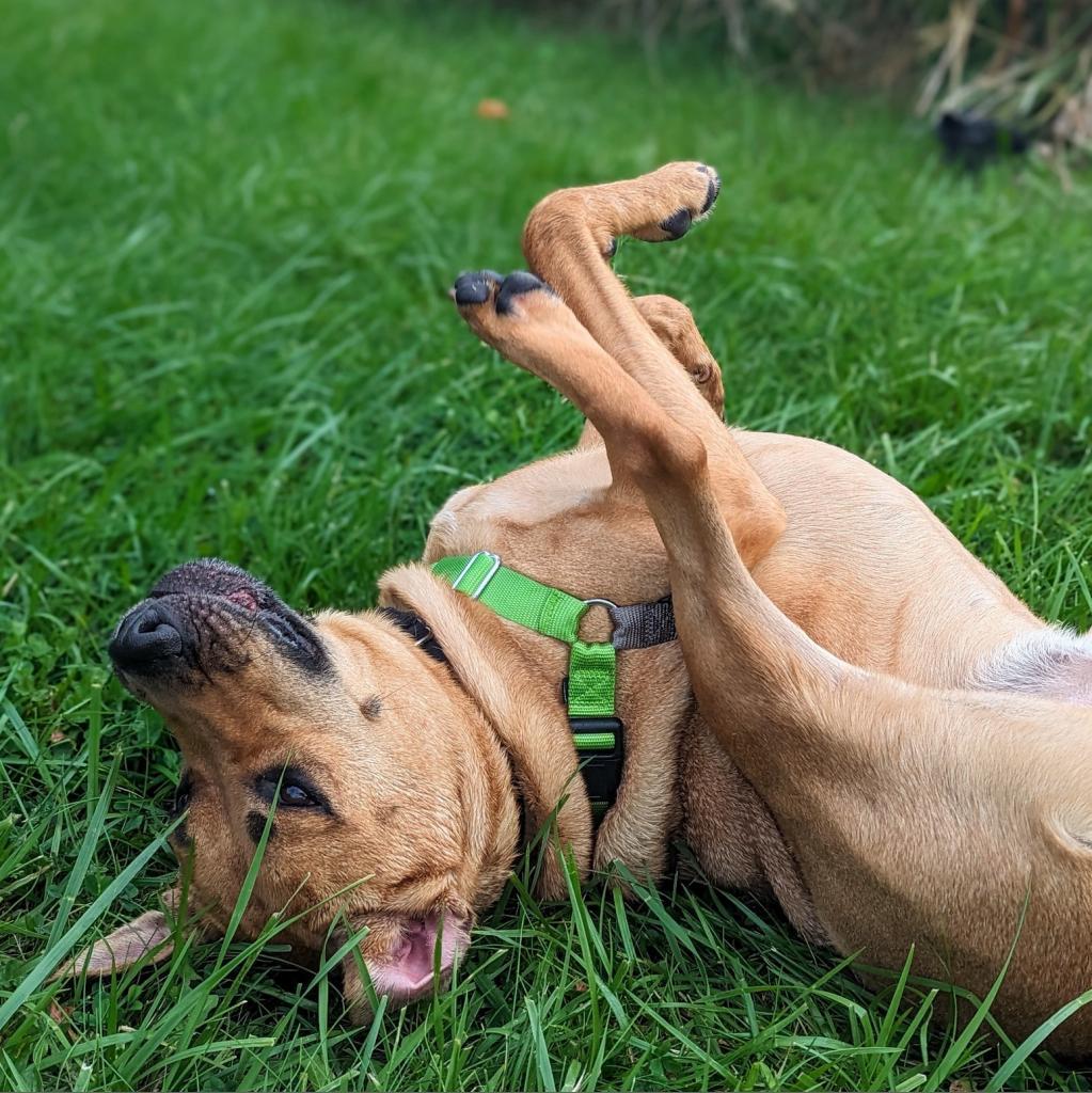 Max, a Adoptable Mixed Breed in Pittsburgh, PA image 2/6