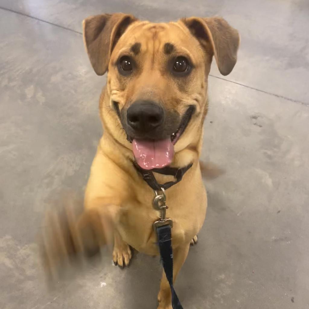 Max, a Adoptable Mixed Breed in Pittsburgh, PA image 4/6