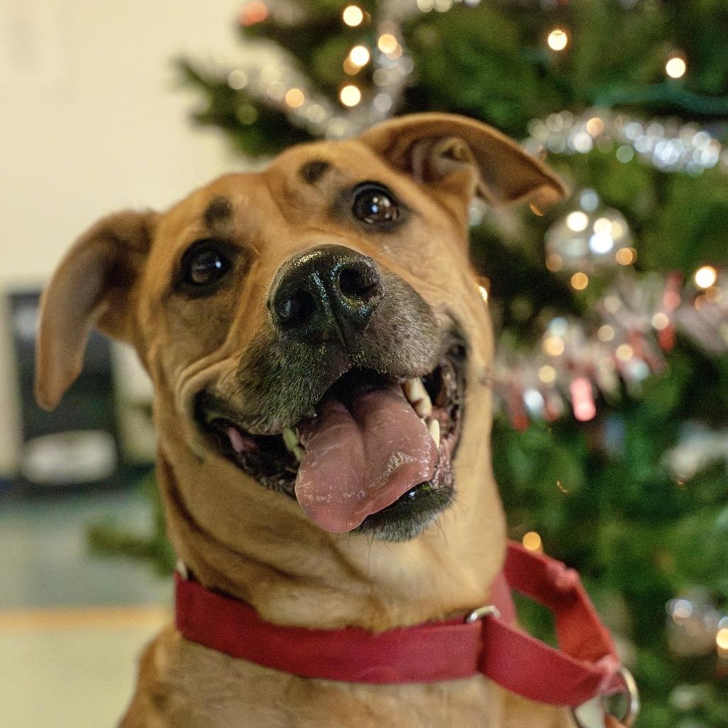 Max, a Adoptable Mixed Breed in Pittsburgh, PA image 4/6