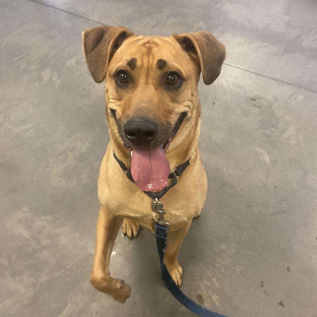 Max, a Adoptable Mixed Breed in Pittsburgh, PA image 5/6