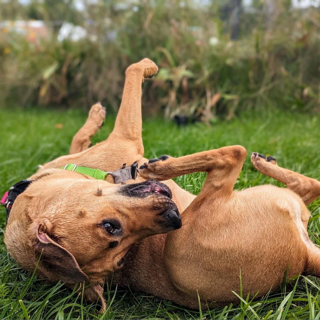 Max, a Adoptable Mixed Breed in Pittsburgh, PA image 6/6
