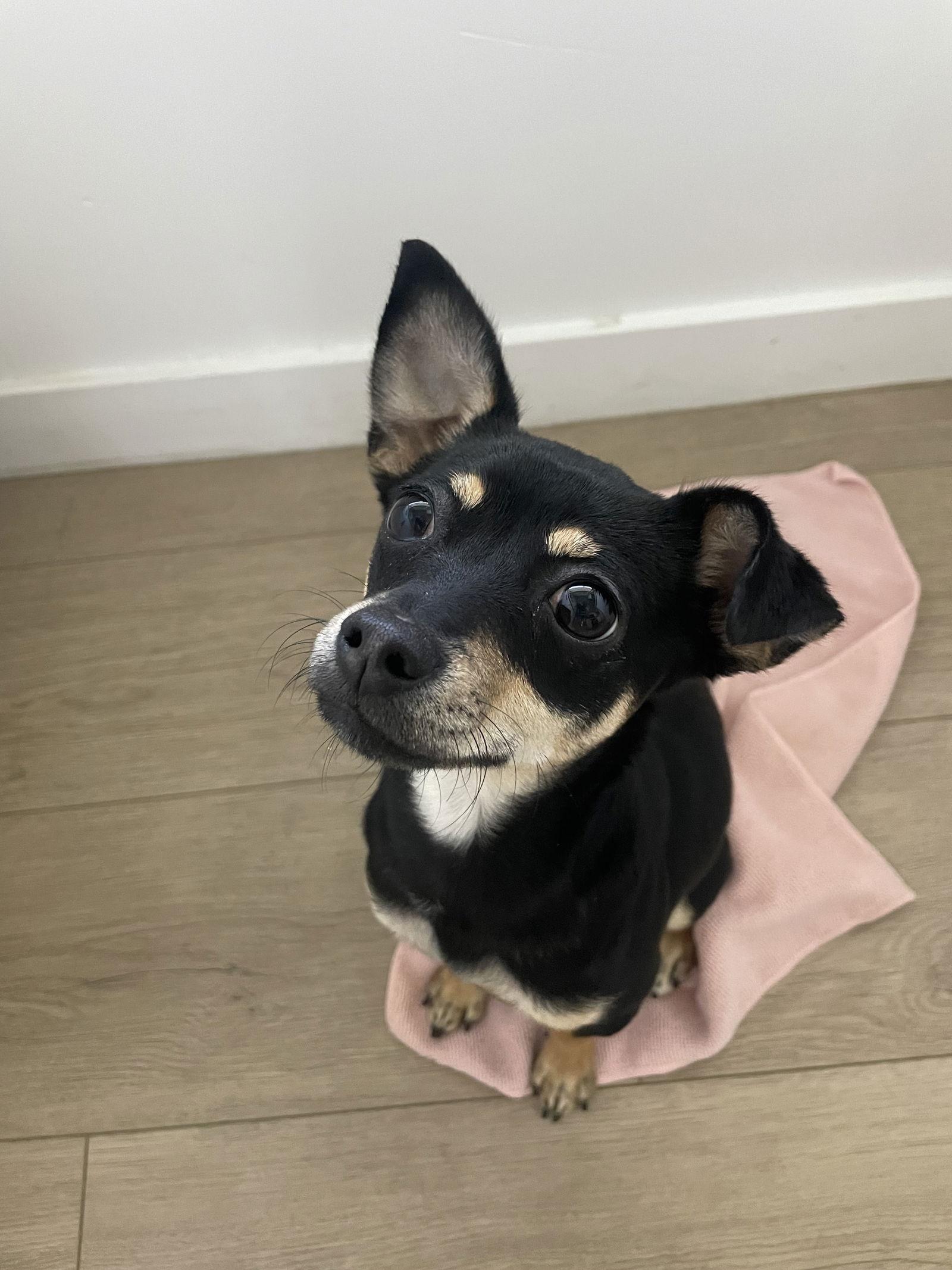 Pepper, Adopted, Young Female Chihuahua & Miniature Pinscher.