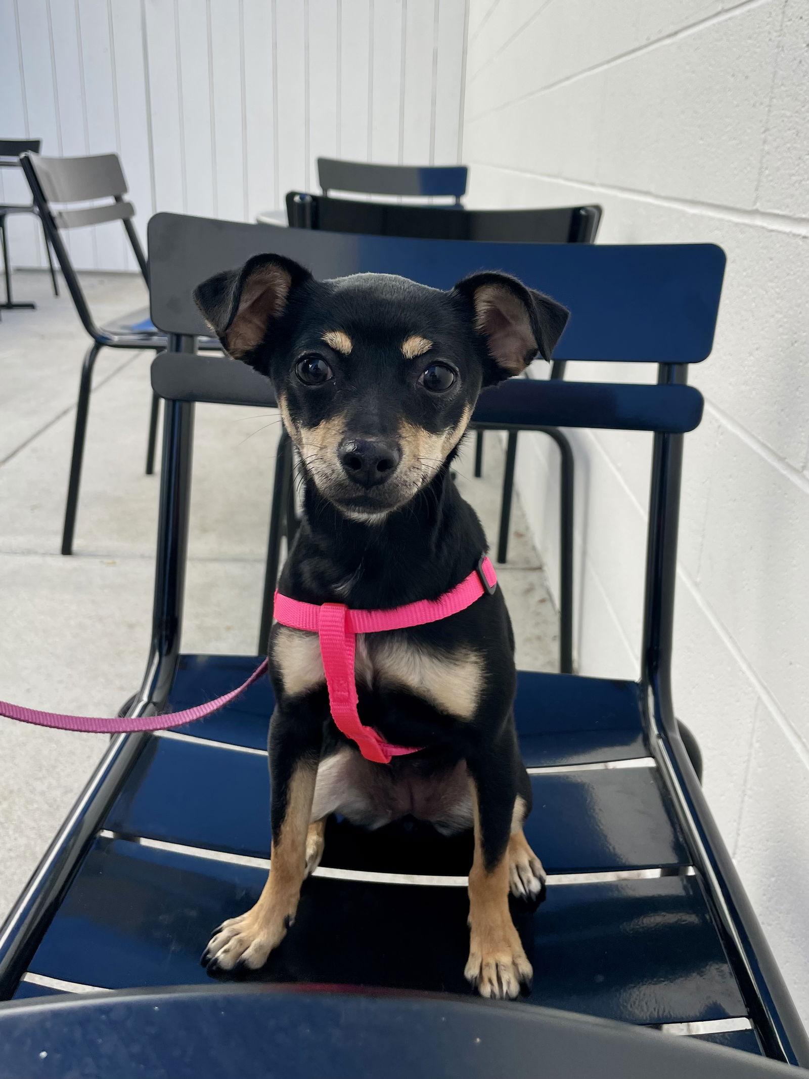 Enlarge Pepper, a Adopted mixed breed in San Diego, CA image 3/3