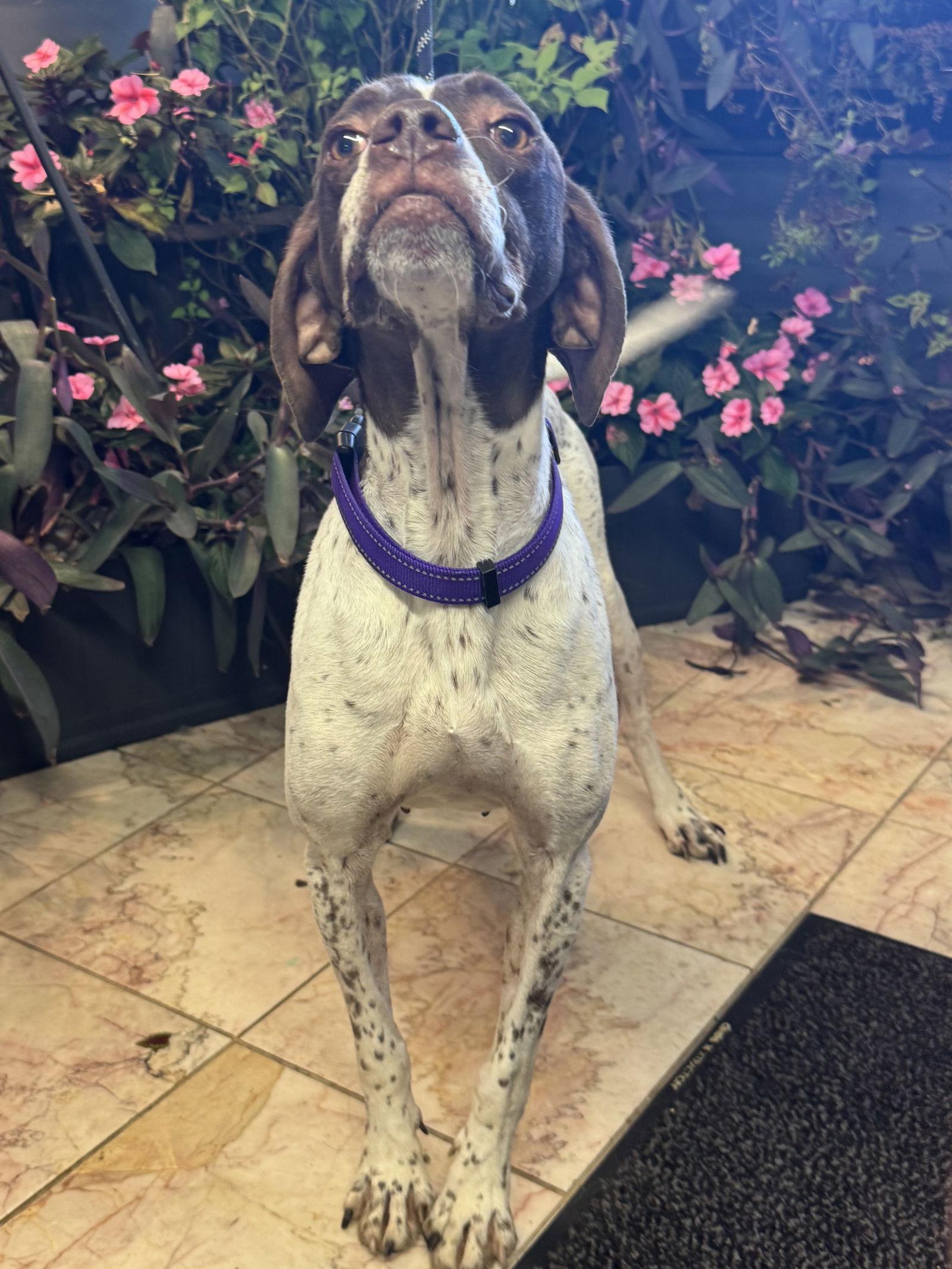 Missy, Adoptable, Adult Female Pointer.