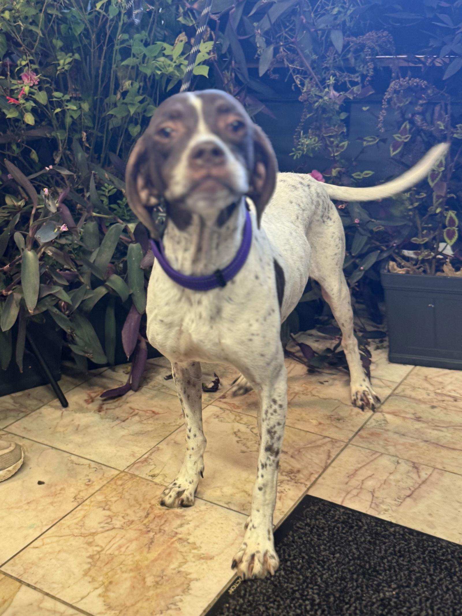 Missy, a Adoptable Pointer in Leavenworth, KS image 2/2