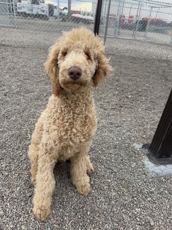 Garth, Adoptable, Young Male Mixed Breed.