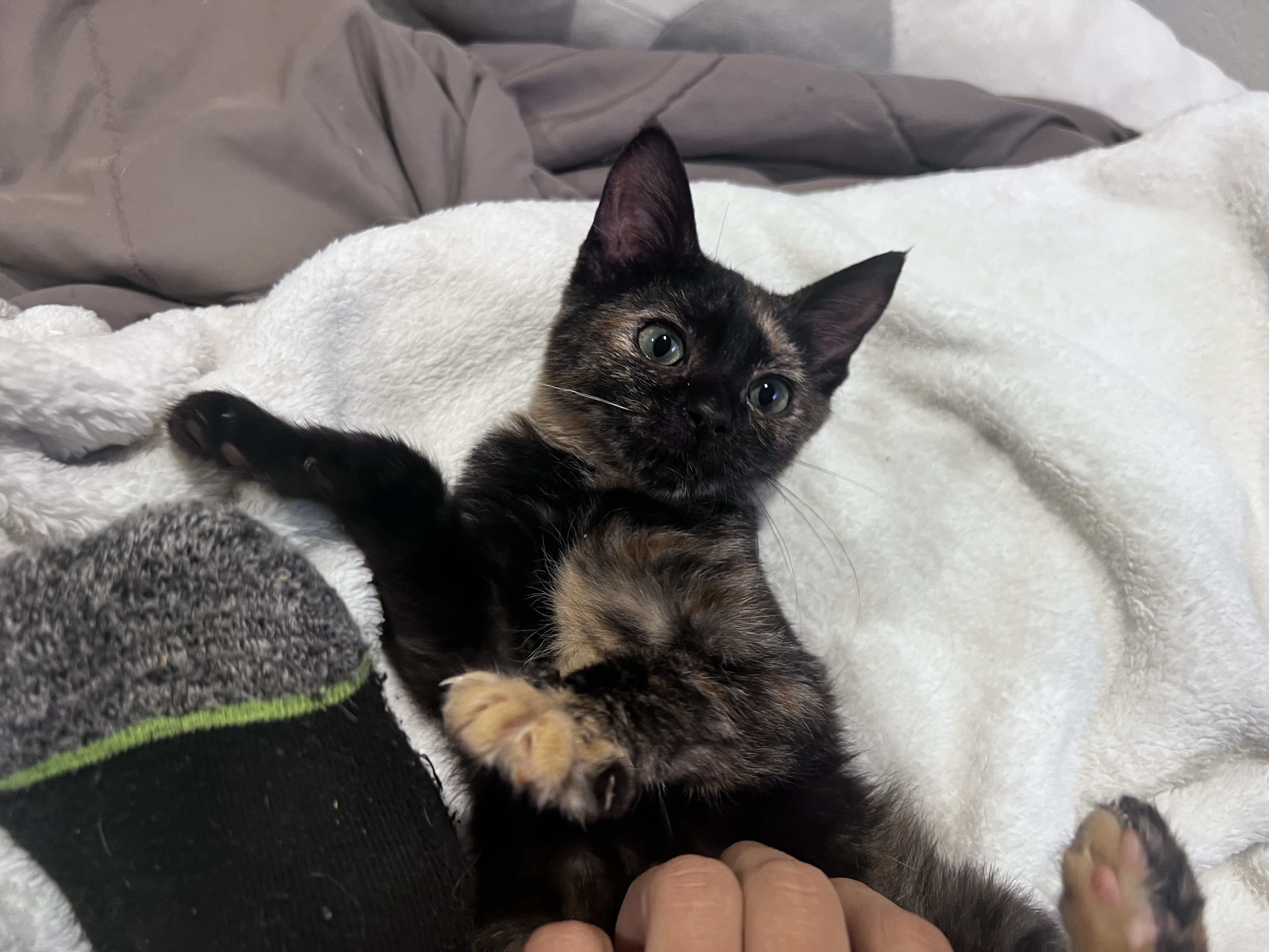 Hyacinth, Adopted, Kitten Female Domestic Short Hair.