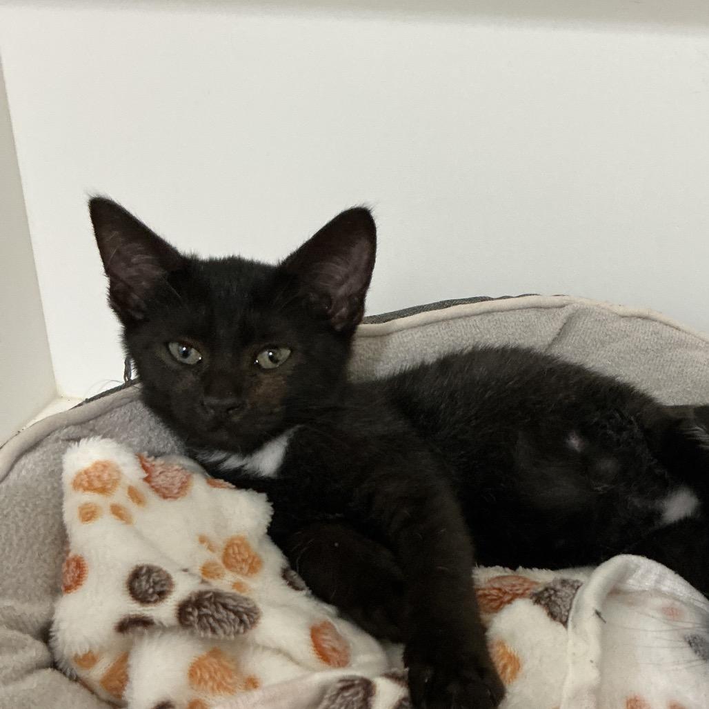 Enlarge Silly, a Adoptable Domestic Short Hair in Elizabeth City, NC image 1/1