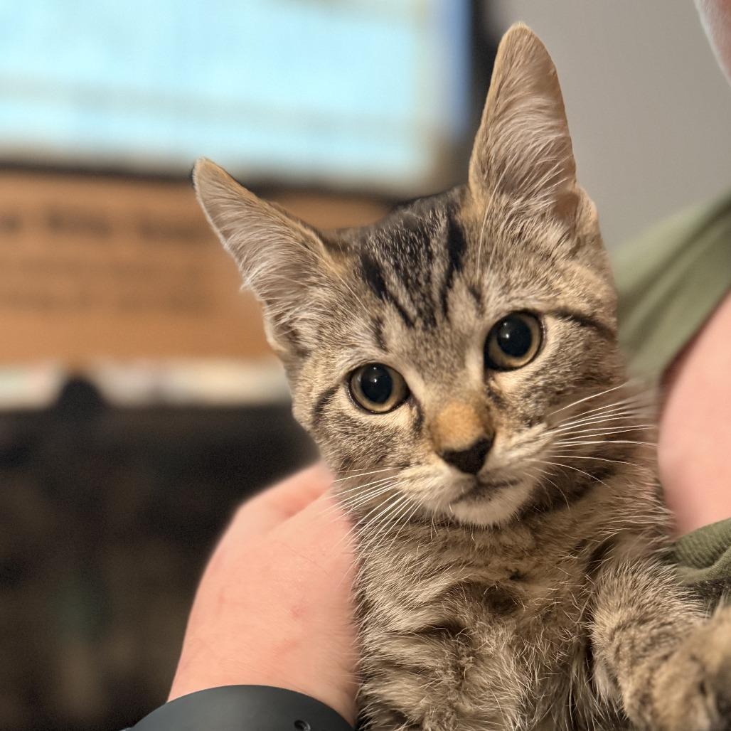 Pugsley Addams, Adoptable, Kitten Male Domestic Short Hair.