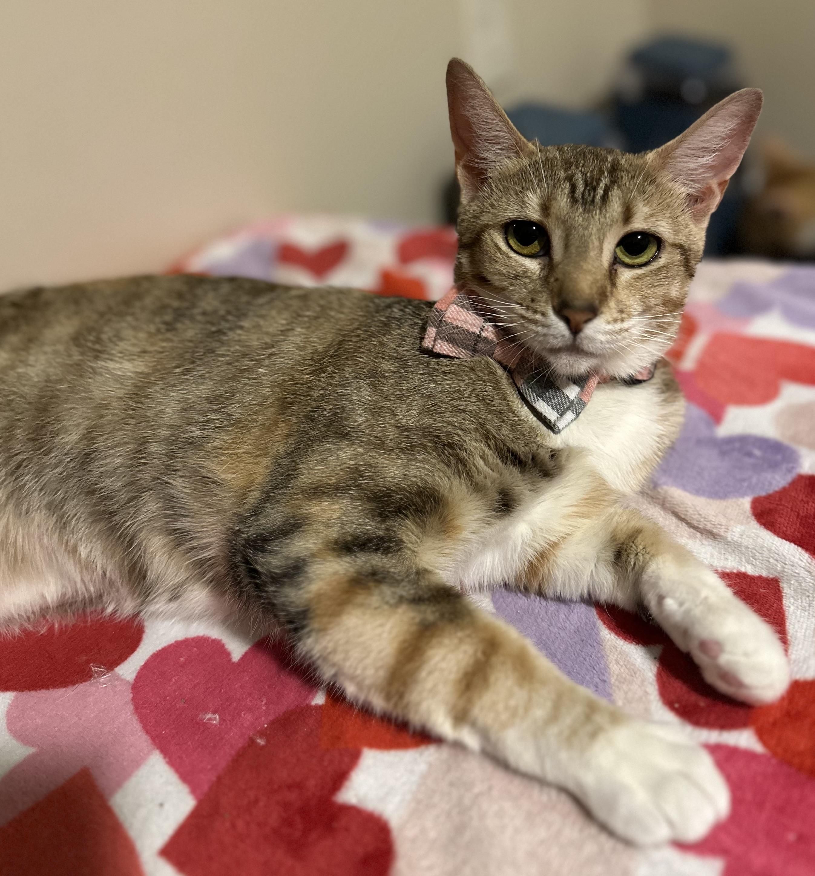 Enlarge Barbie, a Adoptable Domestic Short Hair in Woodstock, GA image 3/3