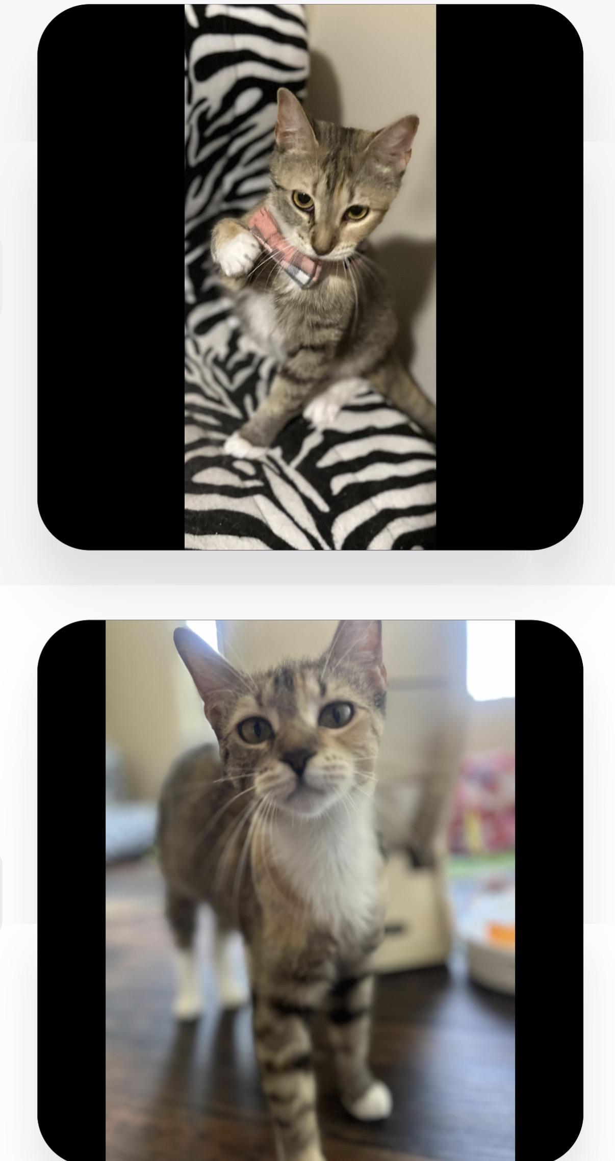 Enlarge Barbie and Liza (bonded sisters), a Adoptable Domestic Short Hair in Woodstock, GA image 4/4