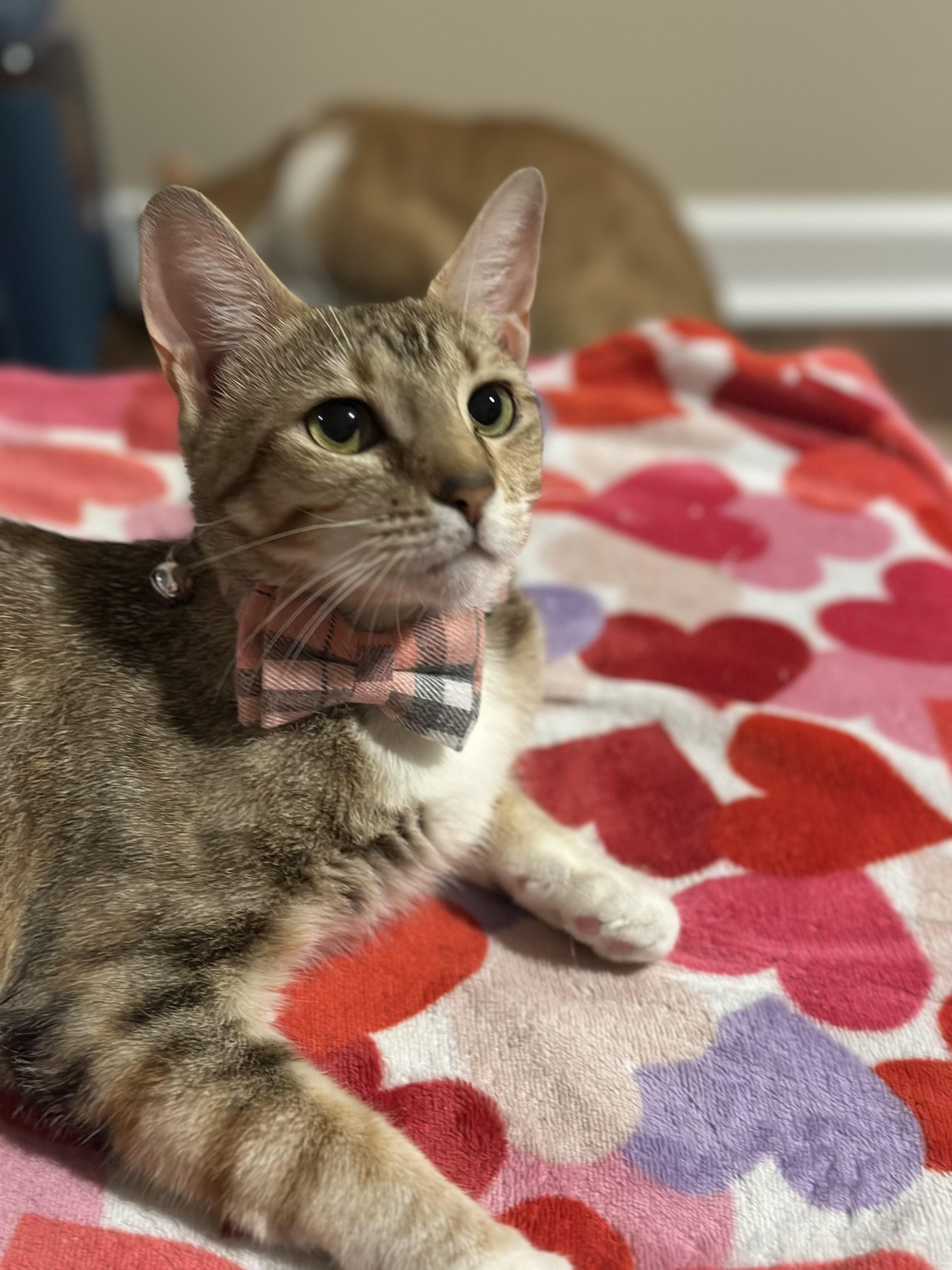 Enlarge Barbie, a Adoptable Domestic Short Hair in Woodstock, GA image 1/3