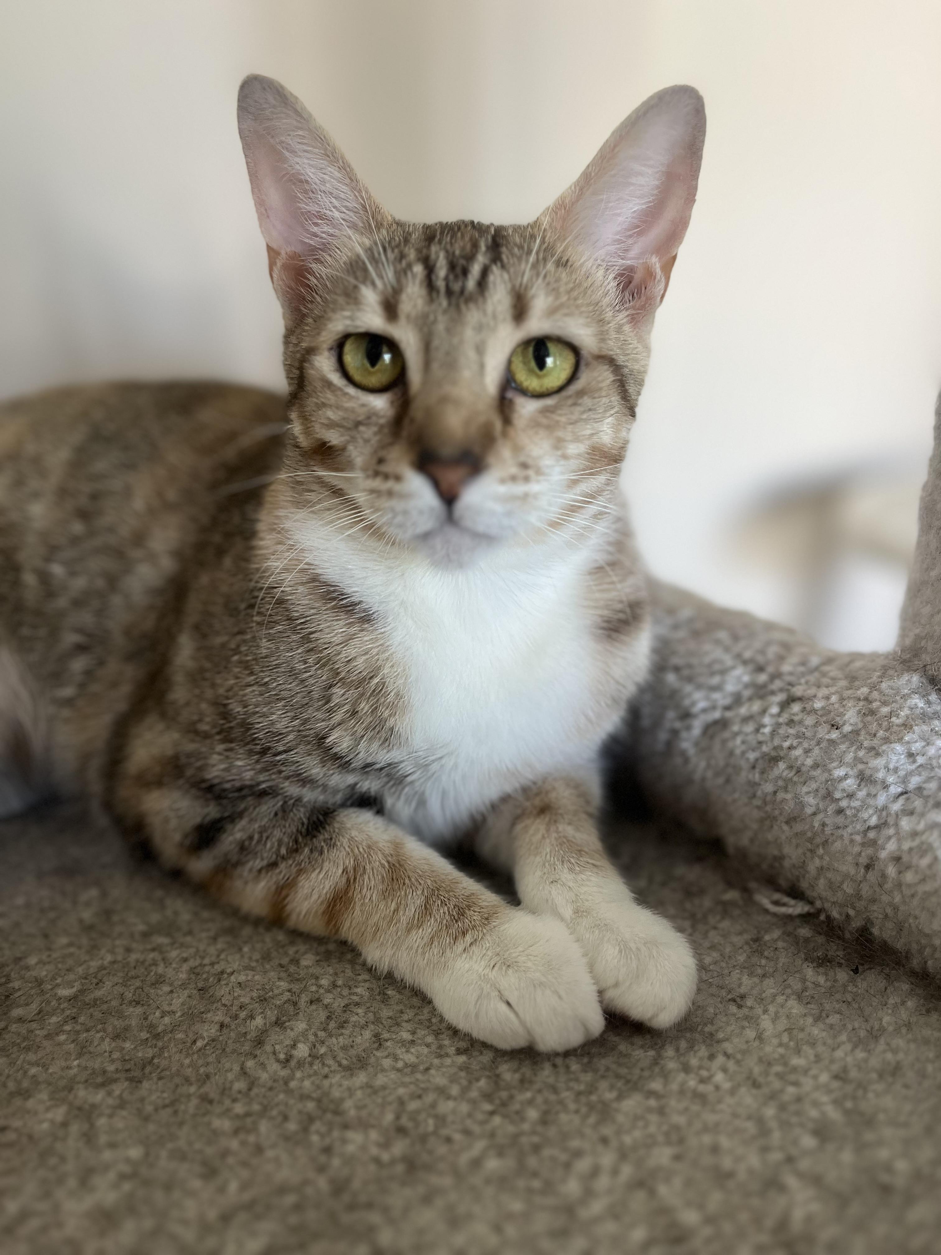 Enlarge Barbie, a Adoptable Domestic Short Hair in Woodstock, GA image 2/3
