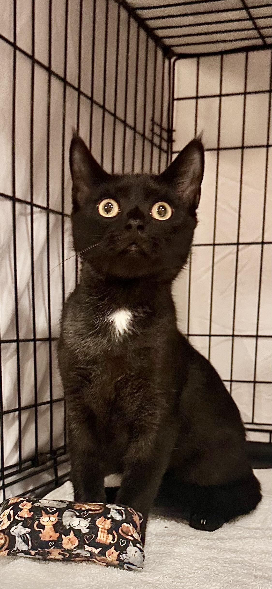 Gavin  Jenkintown Ps thumbnail 2